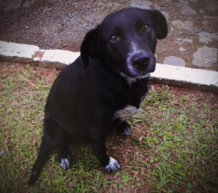 Cachorro ra a SRD idade 1 ano nome Preta