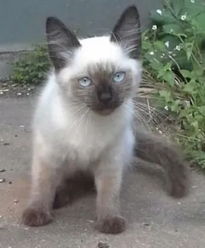 Gato raça Siames idade 2 a 6 meses nome Coracao&alcachofra