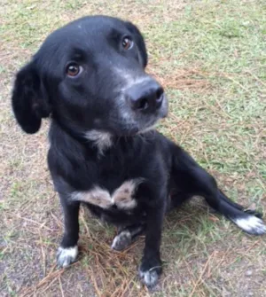 Cachorro raça SRD idade 1 ano nome Preta