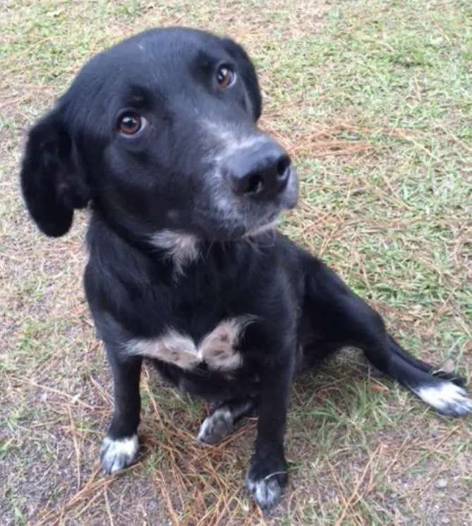 Cachorro ra a SRD idade 1 ano nome Preta