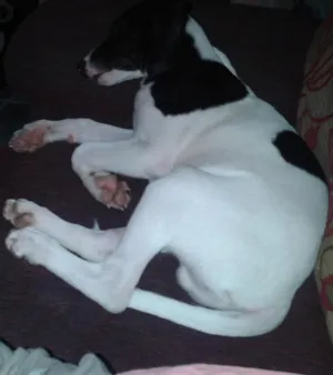 Cachorro raça rnd idade 7 a 11 meses nome max