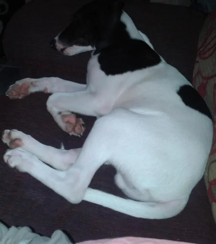 Cachorro ra a rnd idade 7 a 11 meses nome max