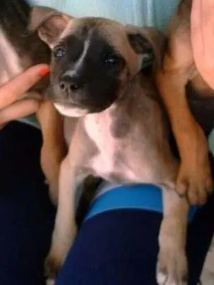 Cachorro ra a sem raça idade Abaixo de 2 meses nome não tem