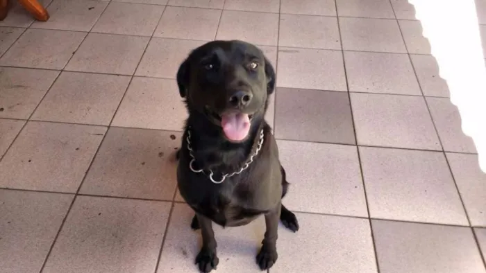 Cachorro ra a Indefinida idade 2 anos nome Negão