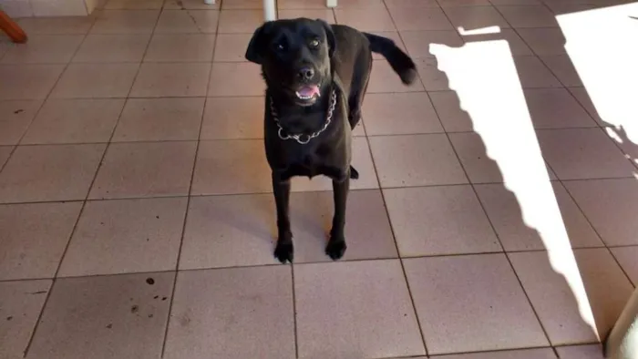 Cachorro ra a Indefinida idade 2 anos nome Negão