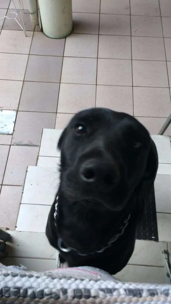 Cachorro ra a Indefinida idade 2 anos nome Negão