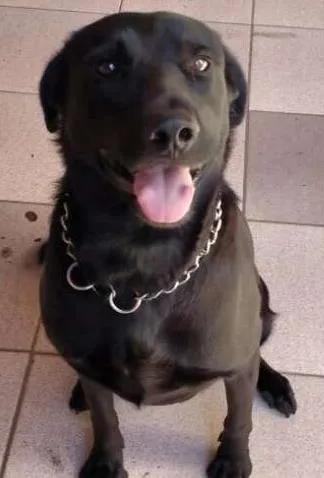 Cachorro ra a Indefinida idade 2 anos nome Negão
