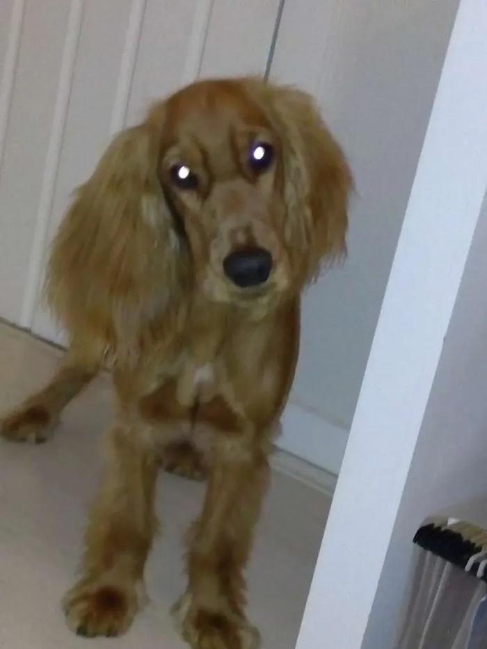 Cachorro raça cocker spaniel idade 2 a 6 meses nome Ben