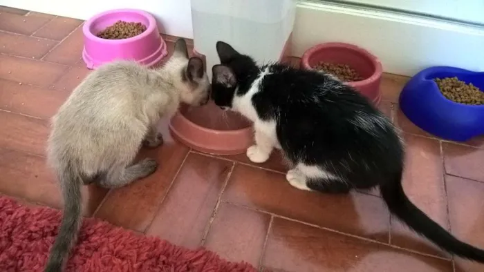 Gato ra a srd idade 2 a 6 meses nome lírio 