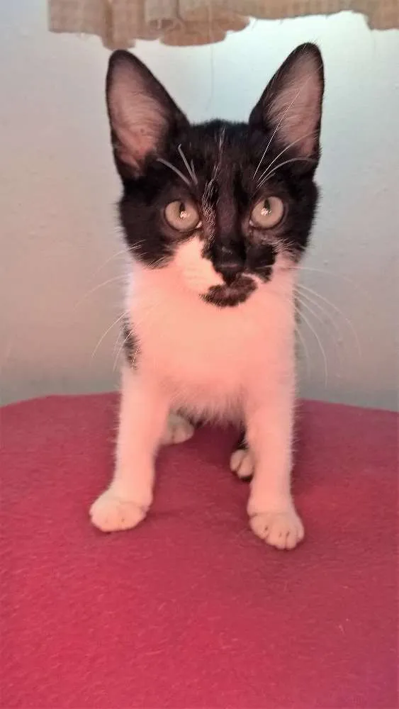Gato ra a srd idade 2 a 6 meses nome lírio 