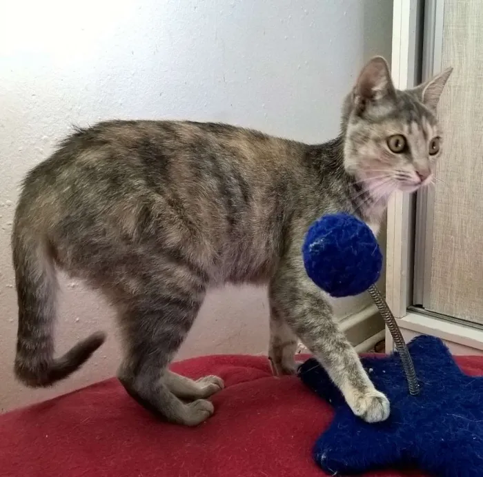 Gato ra a srd idade 2 a 6 meses nome petúnia