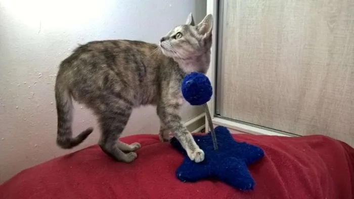 Gato ra a srd idade 2 a 6 meses nome petúnia