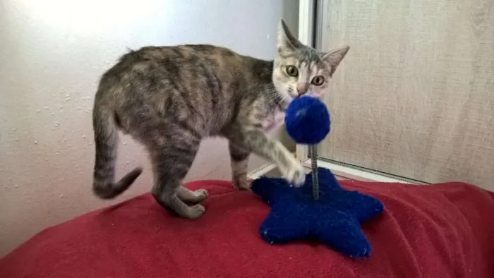 Gato ra a srd idade 2 a 6 meses nome petúnia