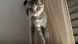 petúnia