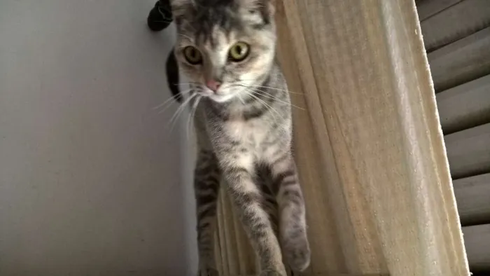 Gato ra a srd idade 2 a 6 meses nome petúnia