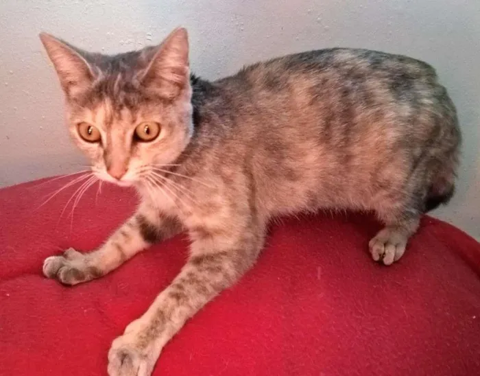 Gato ra a srd idade 2 a 6 meses nome petúnia