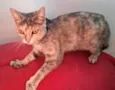 petúnia