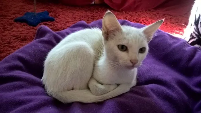 Gato ra a srd idade 2 a 6 meses nome camélia 