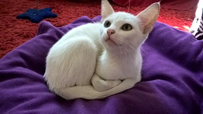 Gato ra a srd idade 2 a 6 meses nome camélia 