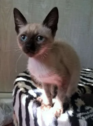 Gato raça siamesa idade 2 a 6 meses nome tulipa