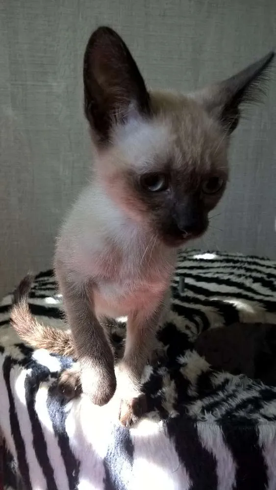 Gato ra a siamesa idade 2 a 6 meses nome tulipa