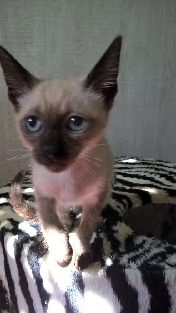Gato ra a siamesa idade 2 a 6 meses nome tulipa