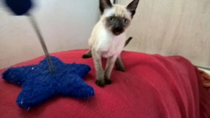 Gato ra a siamesa idade 2 a 6 meses nome tulipa