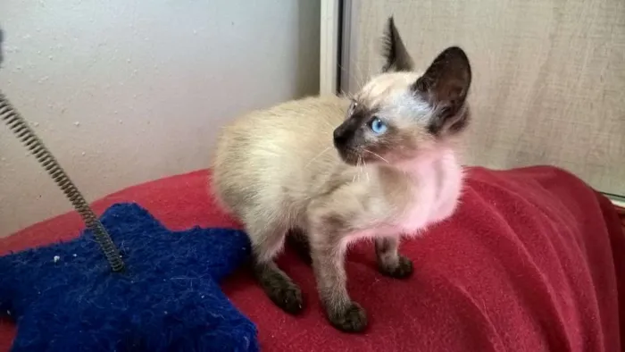 Gato ra a siamesa idade 2 a 6 meses nome tulipa