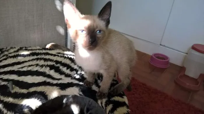 Gato ra a siamesa idade 2 a 6 meses nome tulipa