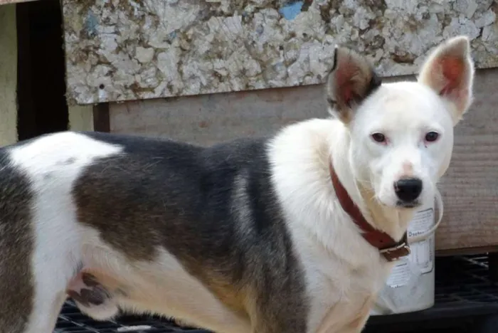 Cachorro ra a SRD idade 2 anos nome Polaco