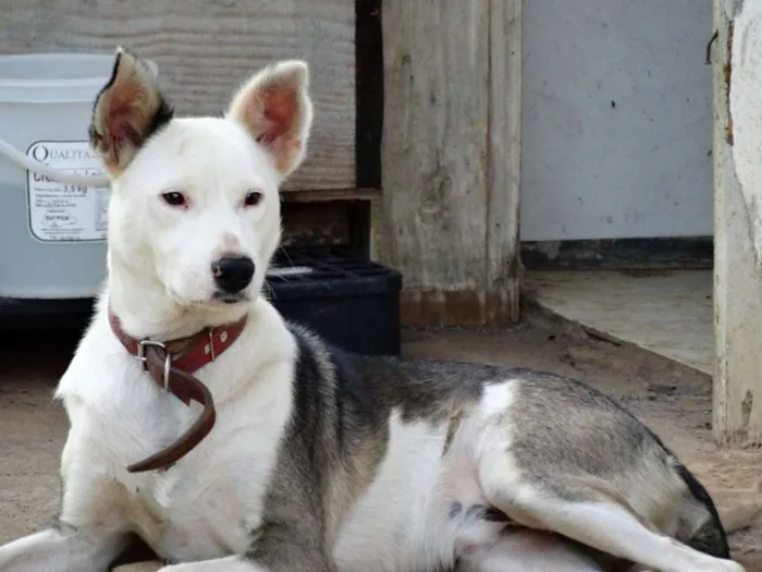 Cachorro ra a SRD idade 2 anos nome Polaco