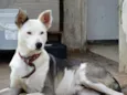Polaco