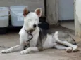 Polaco