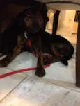 Paçoca
