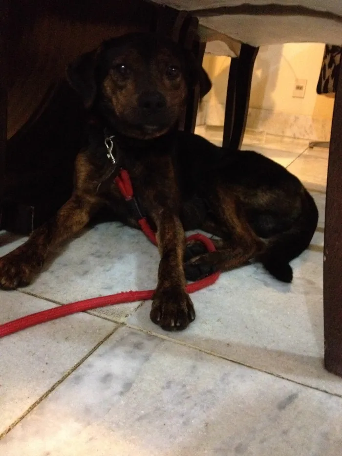 Cachorro raça Sem Raça Definida idade 1 ano nome Paçoca