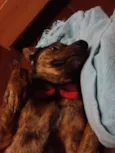 Paçoca