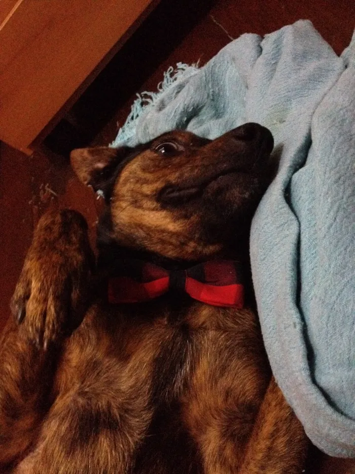 Cachorro raça Sem Raça Definida idade 1 ano nome Paçoca