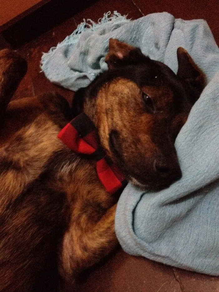 Cachorro raça Sem Raça Definida idade 1 ano nome Paçoca
