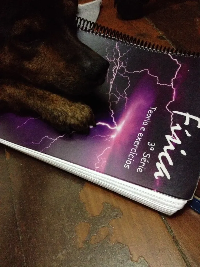 Cachorro raça Sem Raça Definida idade 1 ano nome Paçoca