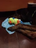 Paçoca