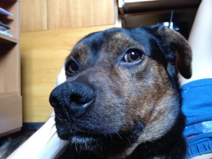 Cachorro raça Sem Raça Definida idade 1 ano nome Paçoca