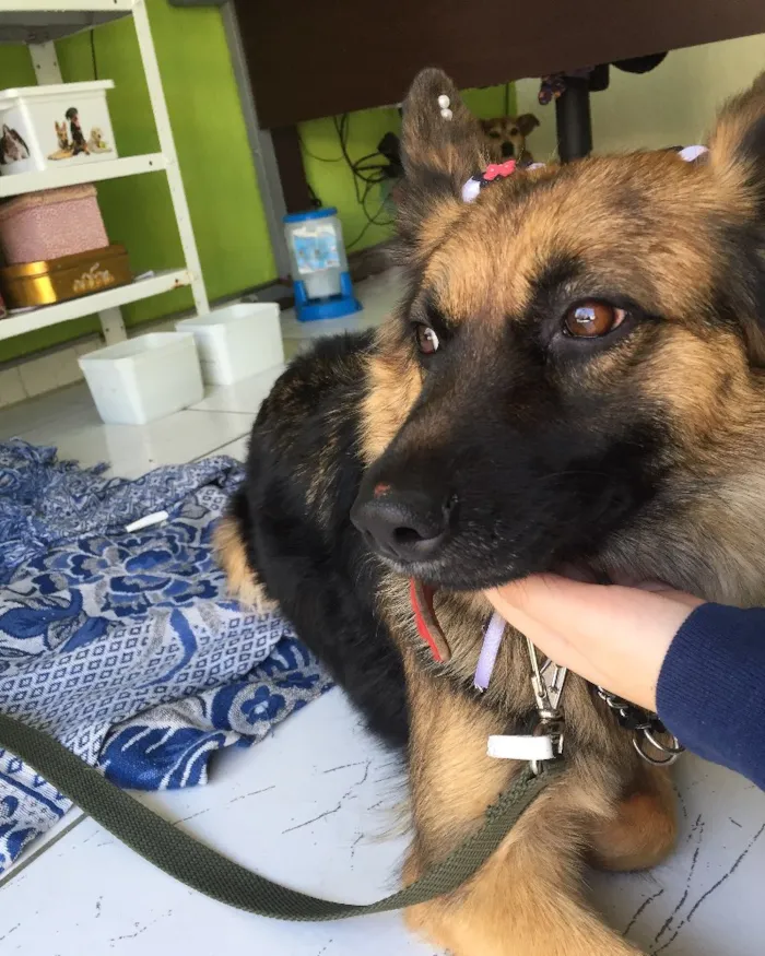 Cachorro ra a Pastor Alemão  idade 1 ano nome Milly