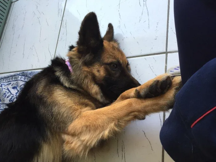 Cachorro ra a Pastor Alemão  idade 1 ano nome Milly