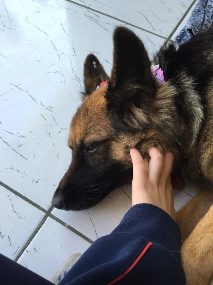 Cachorro ra a Pastor Alemão  idade 1 ano nome Milly