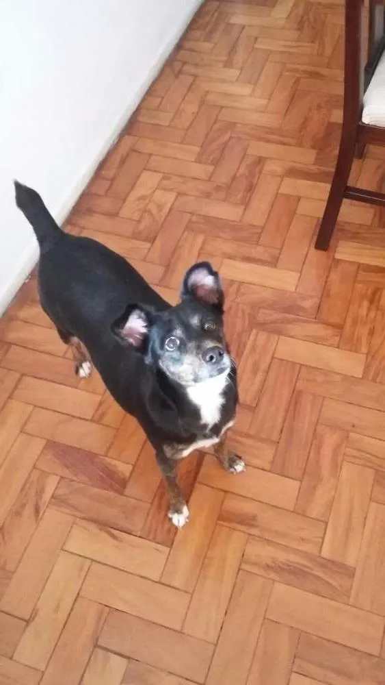 Cachorro ra a SRD idade 5 anos nome Kalu