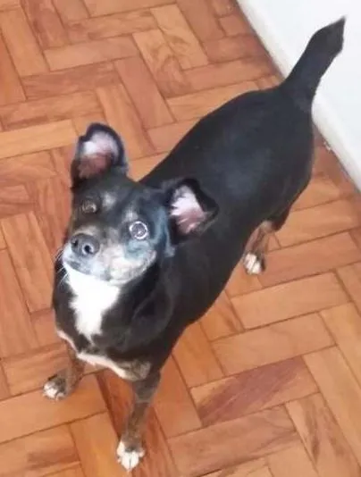 Cachorro ra a SRD idade 5 anos nome Kalu