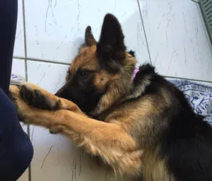 Cachorro raça Pastor Alemão  idade 1 ano nome Milly