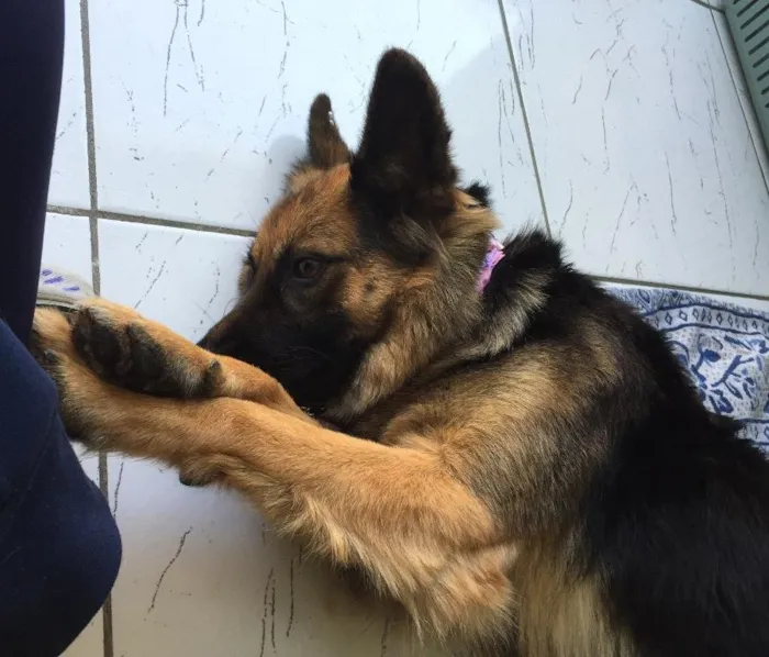Cachorro ra a Pastor Alemão  idade 1 ano nome Milly