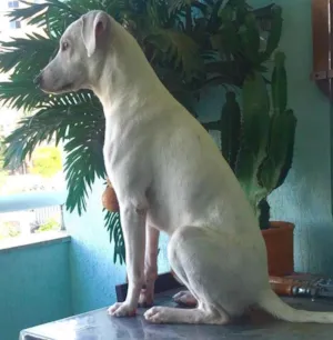 Cachorro raça SRD idade 7 a 11 meses nome Teddy