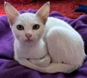 Gato raça srd idade 2 a 6 meses nome camélia 